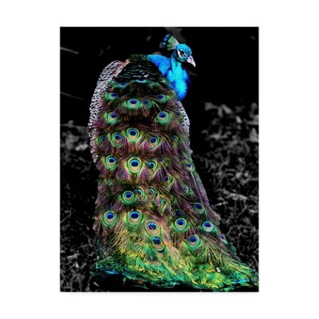 Dana Brett Munach 'Peacock At Night' Canvas Art,35x47